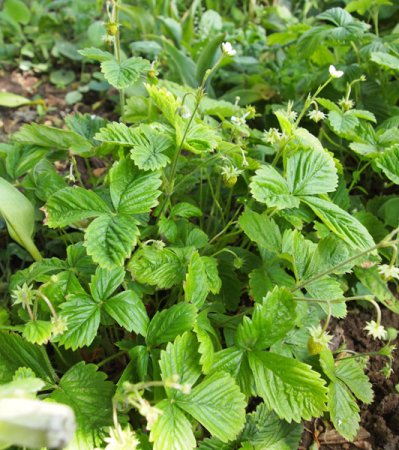 [0] Fragaria vesca var. semperflorens 'Rügen' - Monats-Erdbeere