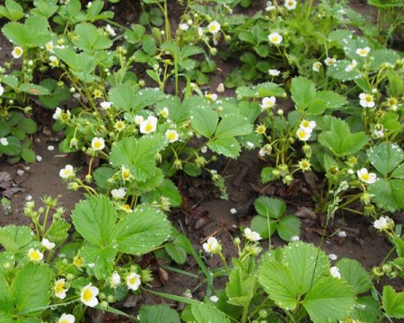 [0] Fragaria x ananassa 'Ostara' - Erdbeere