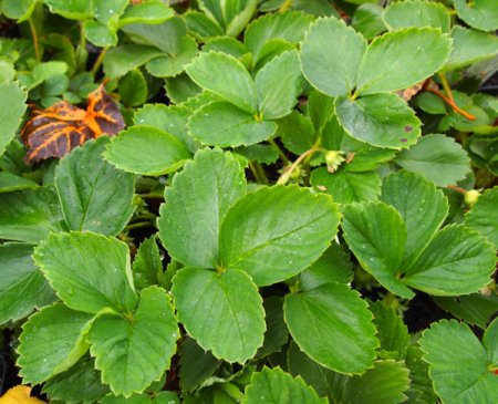 [0] Fragaria x ananassa 'Senga Sengana' - Erdbeere