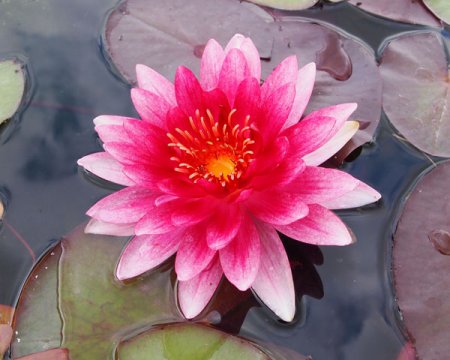 [0] Nymphaea 'Red Daniel' - Seerose