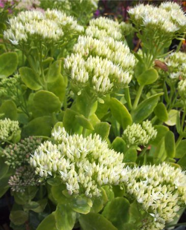 [0] Sedum spectabile 'Iceberg' - Fetthenne