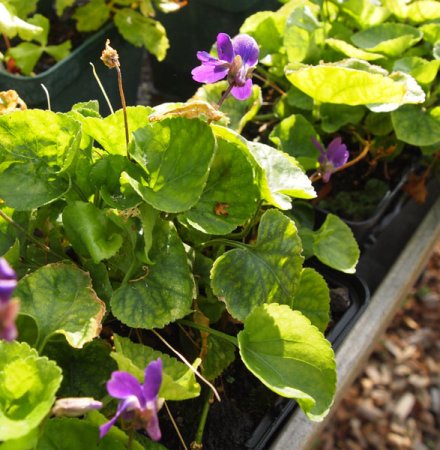 [0] Viola odorata 'Königin Charlotte' - Duft-Veilchen