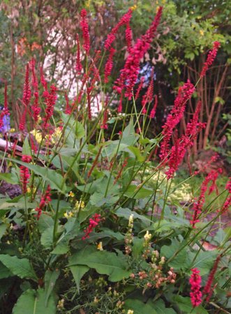 [0] Persicaria amplexicaulis 'Speciosa' - Kerzen-Knöterich