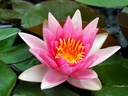 Nymphaea 'Murillo' - Seerose
