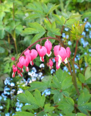 [0] Dicentra spectabilis - Tränendes Herz