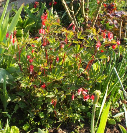 [0] Dicentra spectabilis 'Valentine' - Tränendes Herz