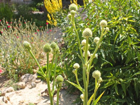 [0] Eryngium agavifolium - Edeldistel
