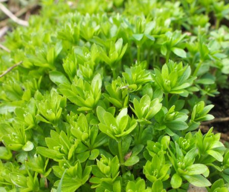 [0] Galium odoratum - Waldmeister