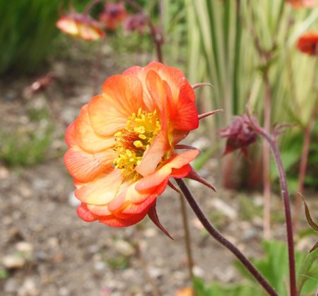 [0] Geum coccineum 'Nonna' ® - Nelkenwurz
