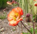 Geum coccineum 'Nonna' ® - Nelkenwurz