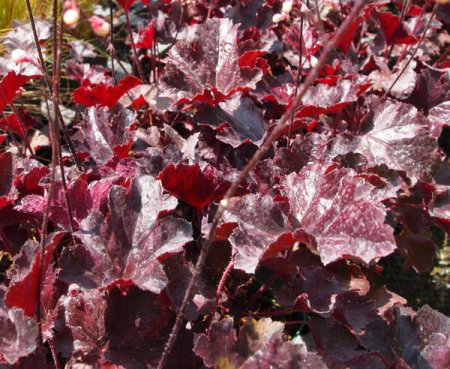 [0] Heuchera 'Black Pearl' ® - Purpurglöckchen