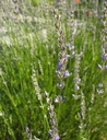 Lavandula x intermedia 'Grosso' - Lavendel