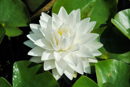 [0] Nymphaea 'Richardsonii' - Seerose