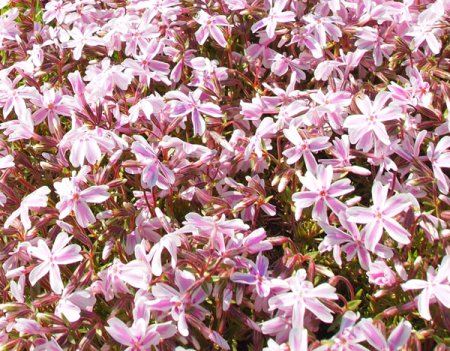 [0] Phlox subulata 'Candy Stripes' - Teppich-Phlox