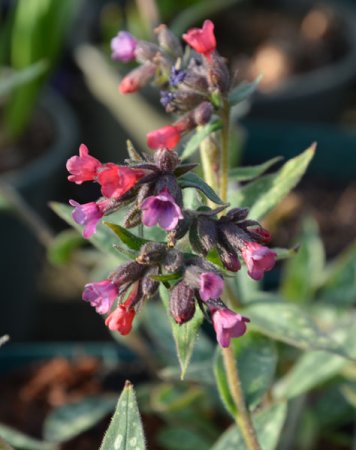 [0] Pulmonaria saccharata 'Raspberry Splash' - Lungenkraut