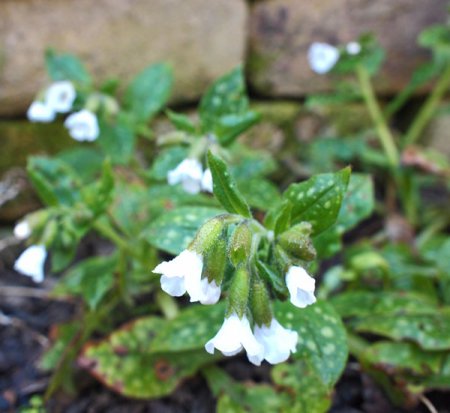 [0] Pulmonaria saccharata 'Sissinghurst White' - Lungenkraut