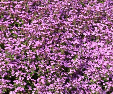 [0] Saponaria ocymoides - Seifenkraut