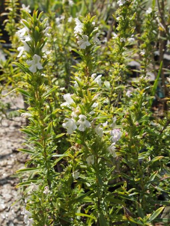 [0] Satureja montana ssp. montana - Bohnenkraut