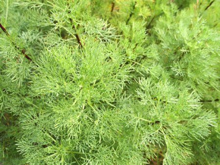 [0] Artemisia abrotanum var. maritima 'Cola' - Edelraute