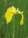 Iris pseudacorus - Sumpf-Schwertlilie