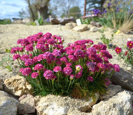 [0] Armeria maritima 'Rosea' - Grasnelke