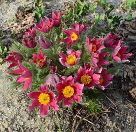 [0] Pulsatilla vulgaris 'Rubra' - Kuhschelle