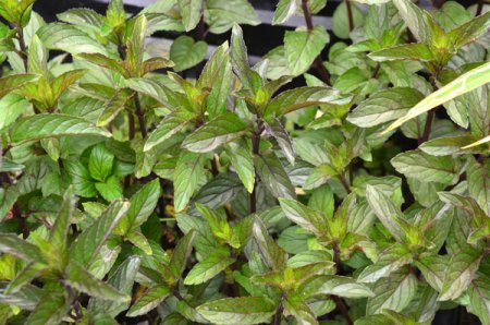 [0] Mentha x piperita 'Mitcham' - Pfeffer-Minze