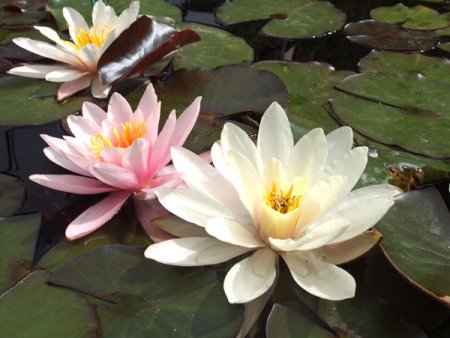 [0] Nymphaea 'Rosennymphe' - Seerose