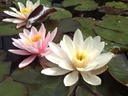 Nymphaea 'Rosennymphe' - Seerose