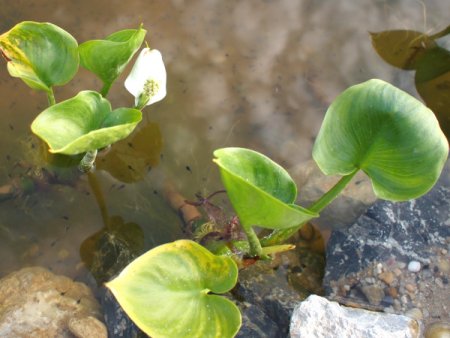 [0] Calla palustris - Sumpf-Kalla