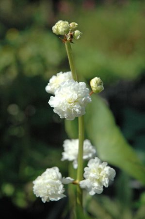 [0] Sagittaria latifolia 'Flore Pleno' - Gefülltblühendes Pfeilkraut
