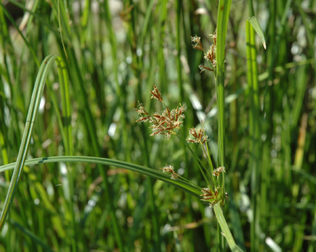 [0] Cyperus longus - Langes Zypergras - Hydro (wurzelnackt)