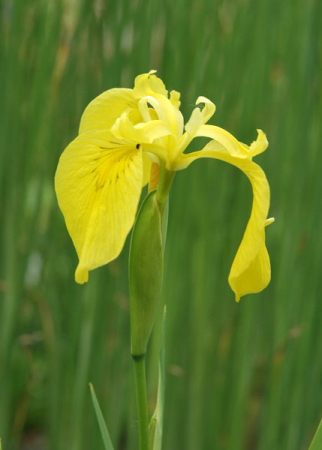 [0] Iris pseudacorus - Sumpf-Schwertlilie - Hydro (wurzelnackt)