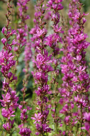 [0] Lythrum salicaria - Blutweiderich - Hydro (wurzelnackt)