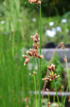 [0] Schoenoplectus lacustris - Echte Teichbinse - Hydro