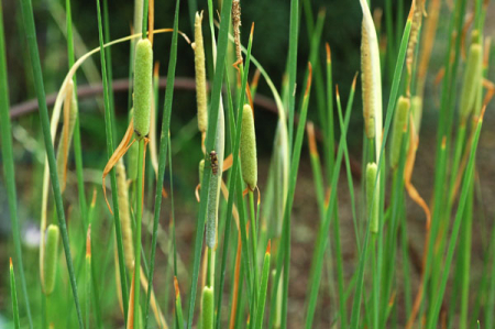 [0] Typha laxmannii - Lockerer Rohrkolben - Hydro