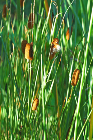 [0] Typha minima - Zwerg-Rohrkolben - Hydro