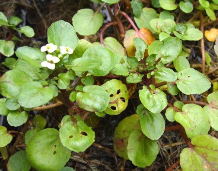 [0] Nasturtium officinalis - Brunnenkresse