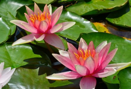 [0] Nymphaea 'Sioux' - Seerose