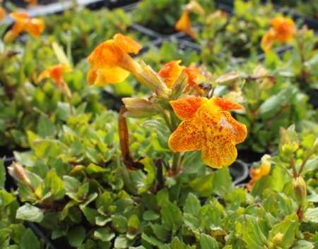 [0] Mimulus cupreus 'Orange Glow' - Gauklerblume