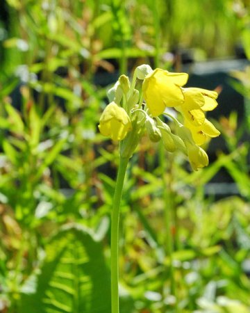 [0] Primula florindae - Tibet-Primel