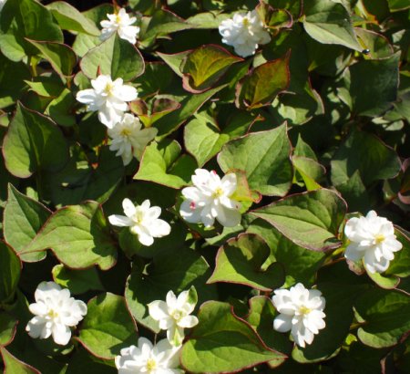 [0] Houttuynia cordata 'Flore Pleno' - Eidechsenschwanz