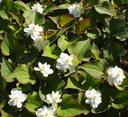 Houttuynia cordata 'Flore Pleno' - Eidechsenschwanz