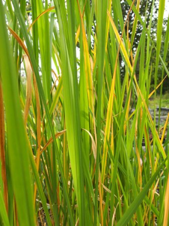 [0] Zizania latifolia - Wasserreis