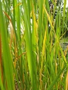 Zizania latifolia - Wasserreis