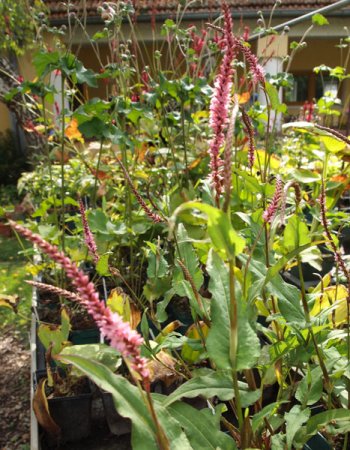 [0] Persicaria amplexicaulis 'Pink Elephant' - Kerzen-Knöterich