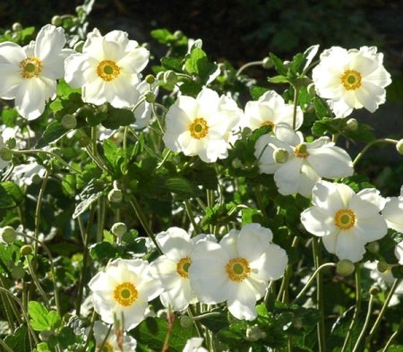 [0] Anemone japonica 'Honorine Jobert' - Herbst-Anemone