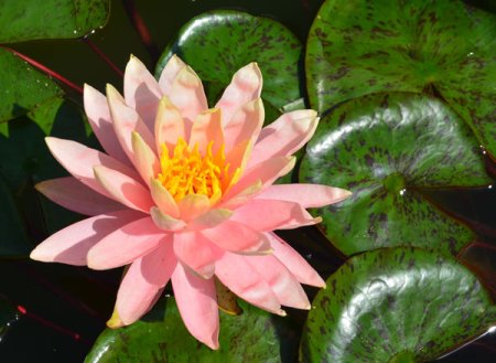 [0] Nymphaea 'Sunny Pink' - Seerose