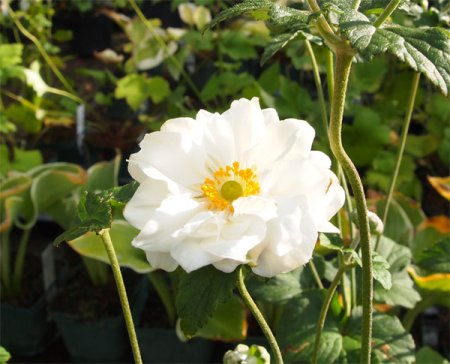 [0] Anemone japonica 'Whirlwind' - Herbst-Anemone