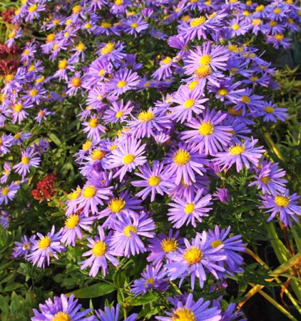 [0] Aster dumosus 'Prof. Anton Kippenberg' - Kissen-Aster